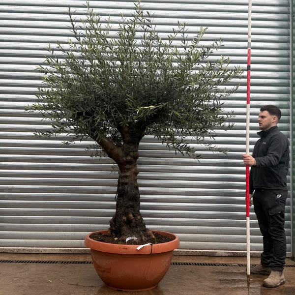 Olive Trees | Branched Olive Trees | 22037