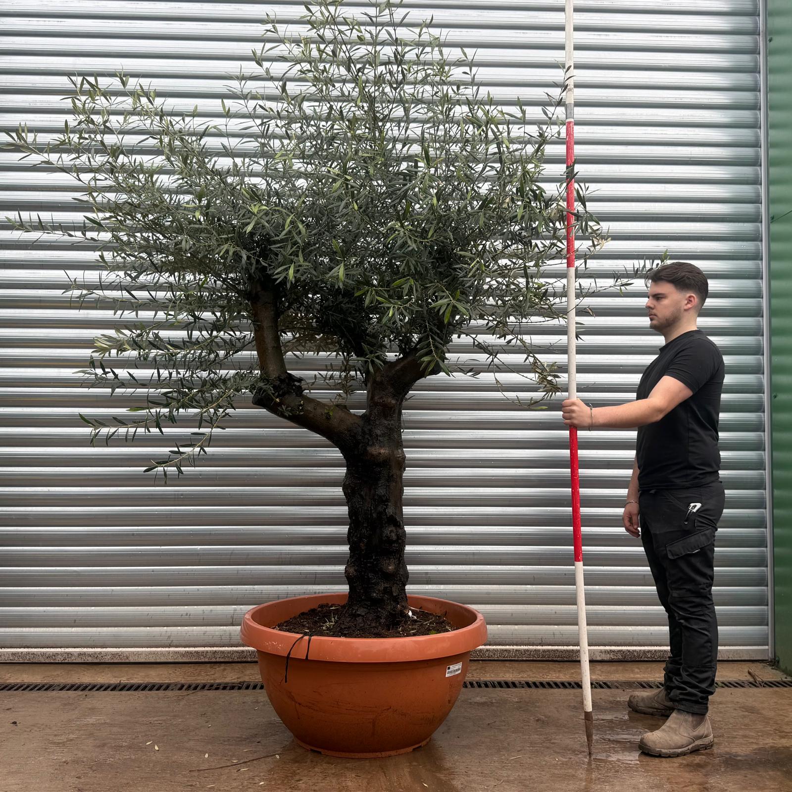 Olive Trees | Branched Olive Trees | 22038