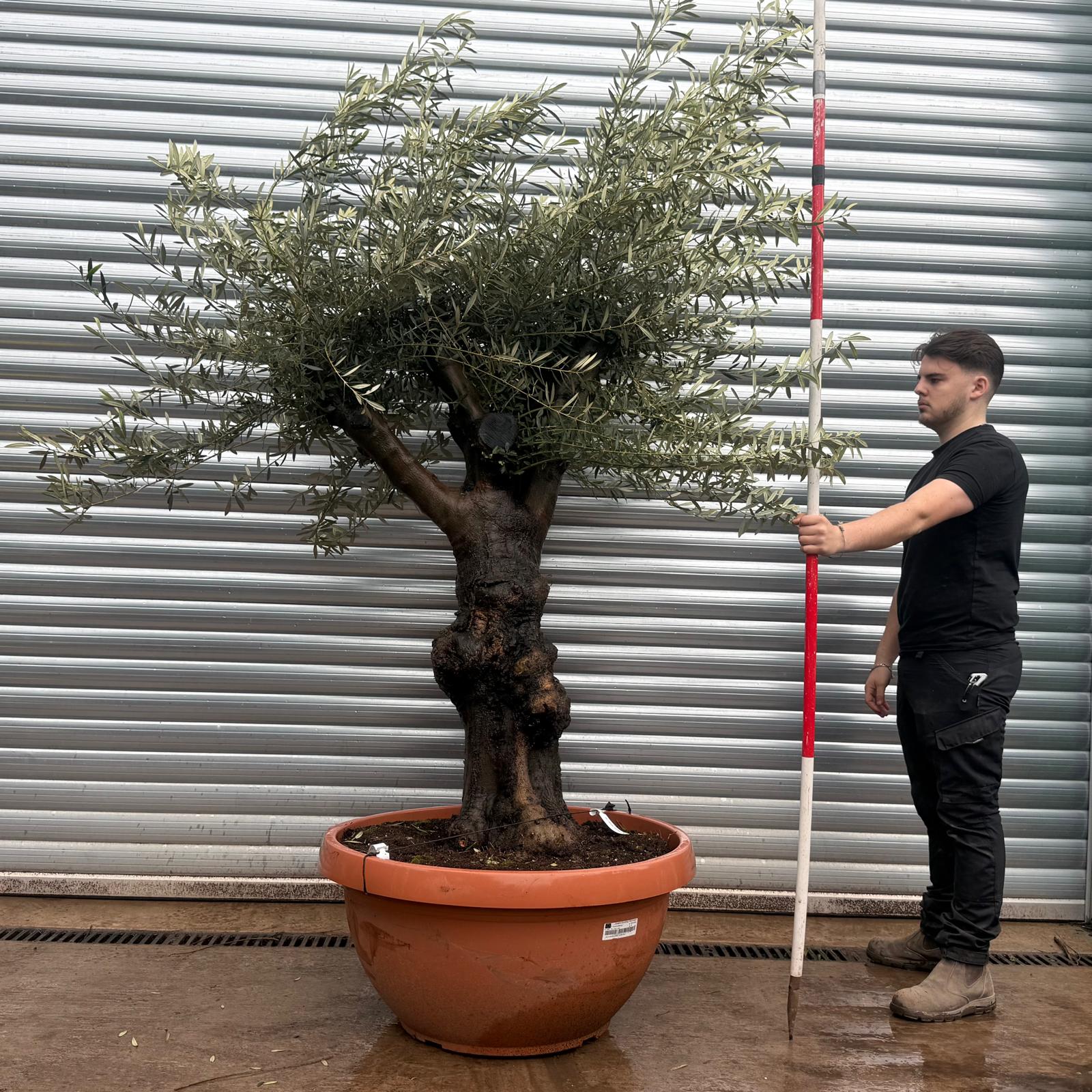 Olive Trees | Branched Olive Trees | 22039