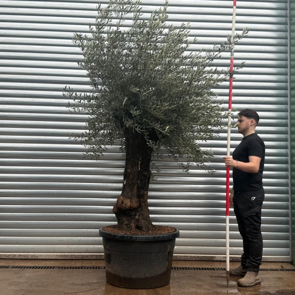 Olive Trees | Old Olive Trees | 22043