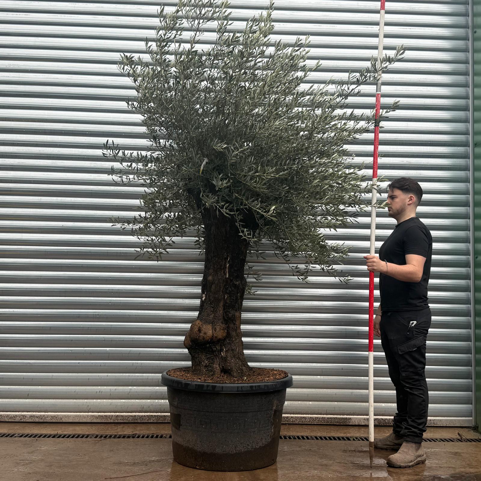 Olive Trees | Old Olive Trees | 22043