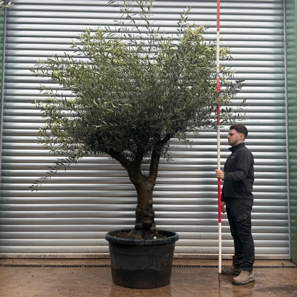 Olive Trees | Branched Olive Trees | 22044