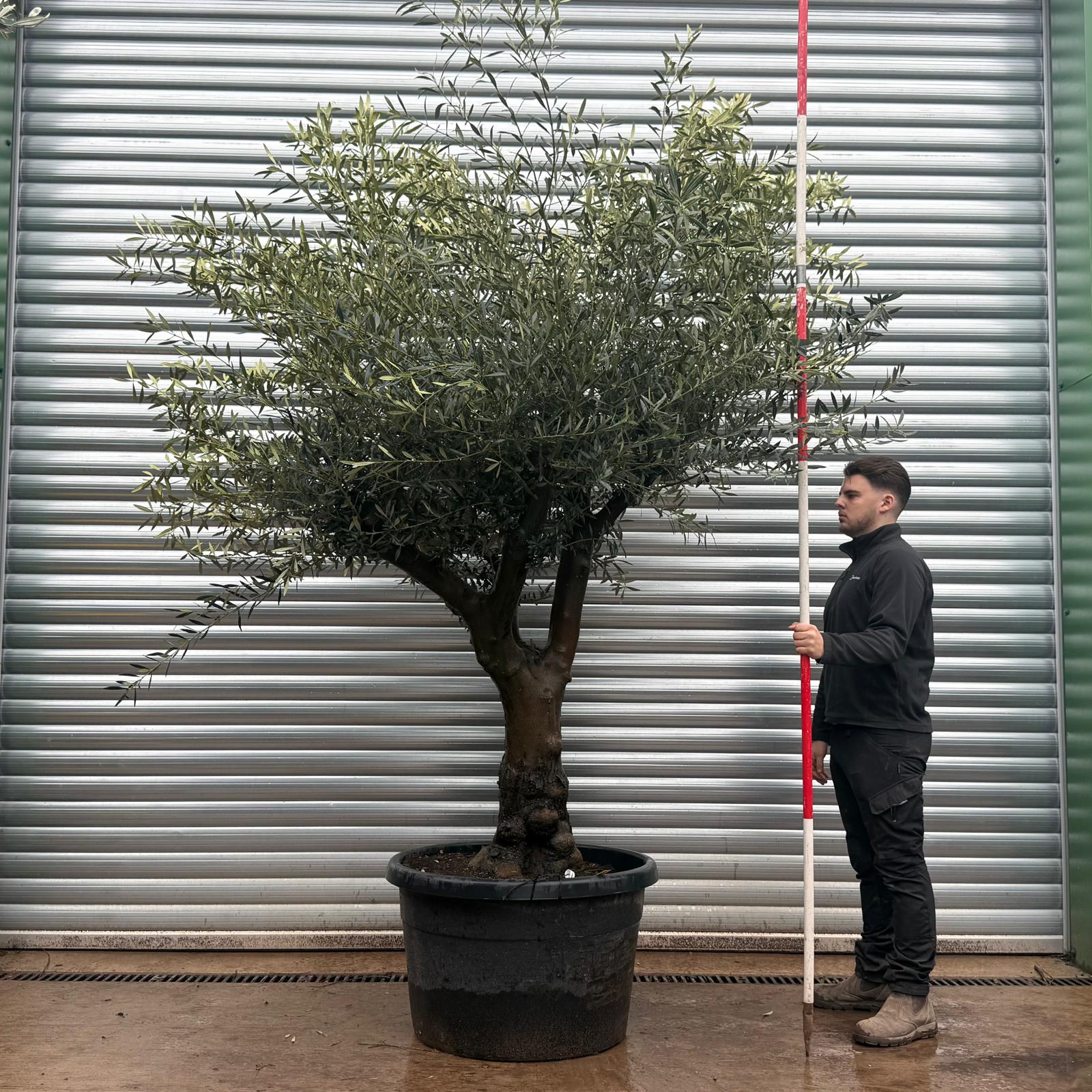 Olive Trees | Branched Olive Trees | 22044