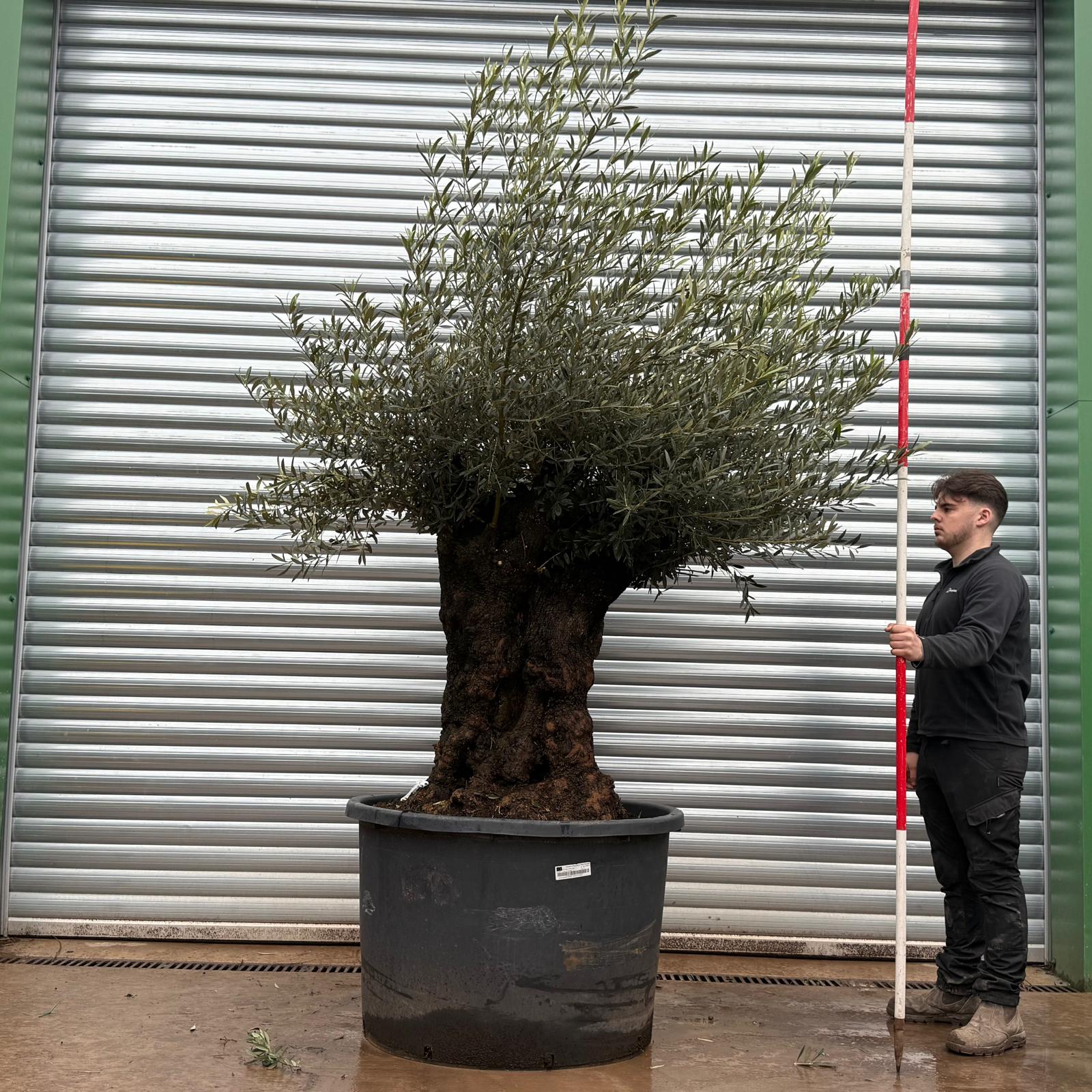 Olive Trees | Old Olive Trees | 22045