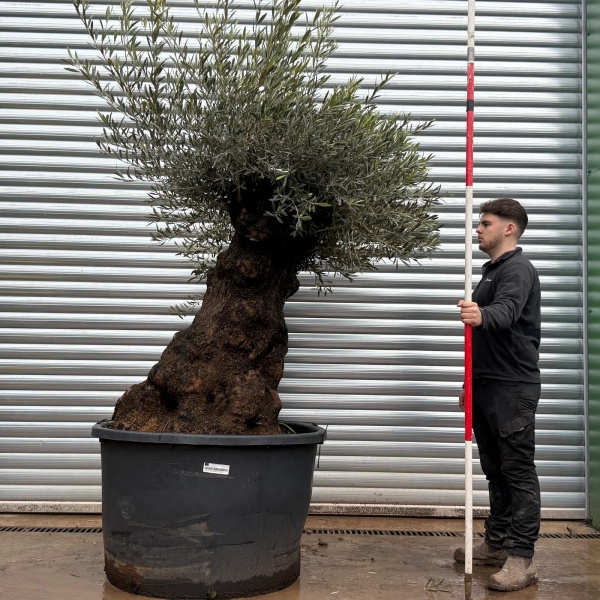 Olive Trees | Ancient Olive Trees | 22046