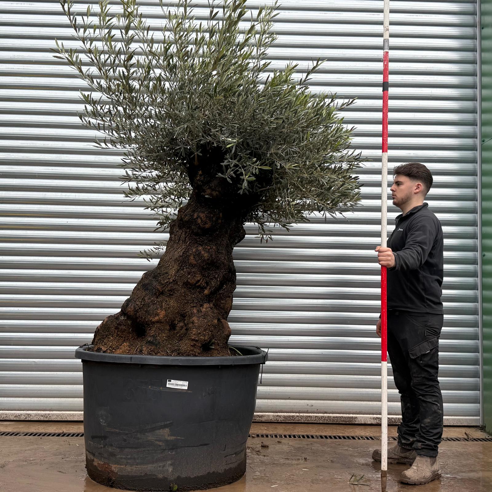 Olive Trees | Ancient Olive Trees | 22046