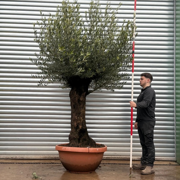 Olive Trees | Old Olive Trees | 22047