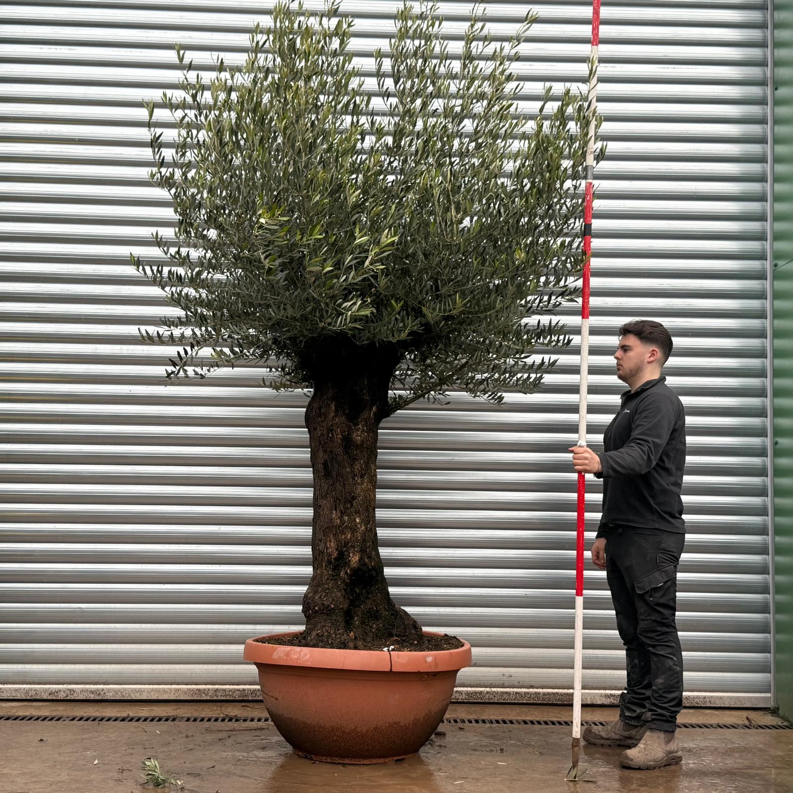 Olive Trees | Old Olive Trees | 22047