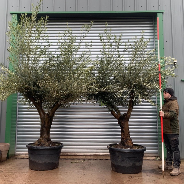 Olive Trees | Branched Pair Olive Trees | 22130 31