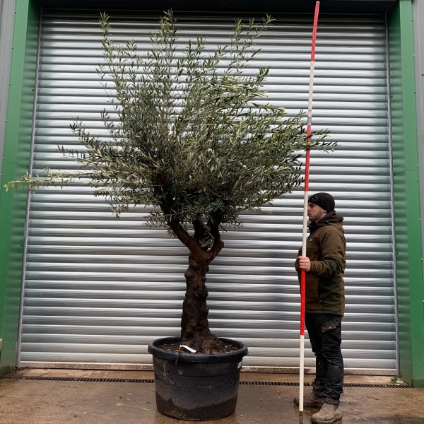 Olive Trees | Branched Olive Trees | 22132