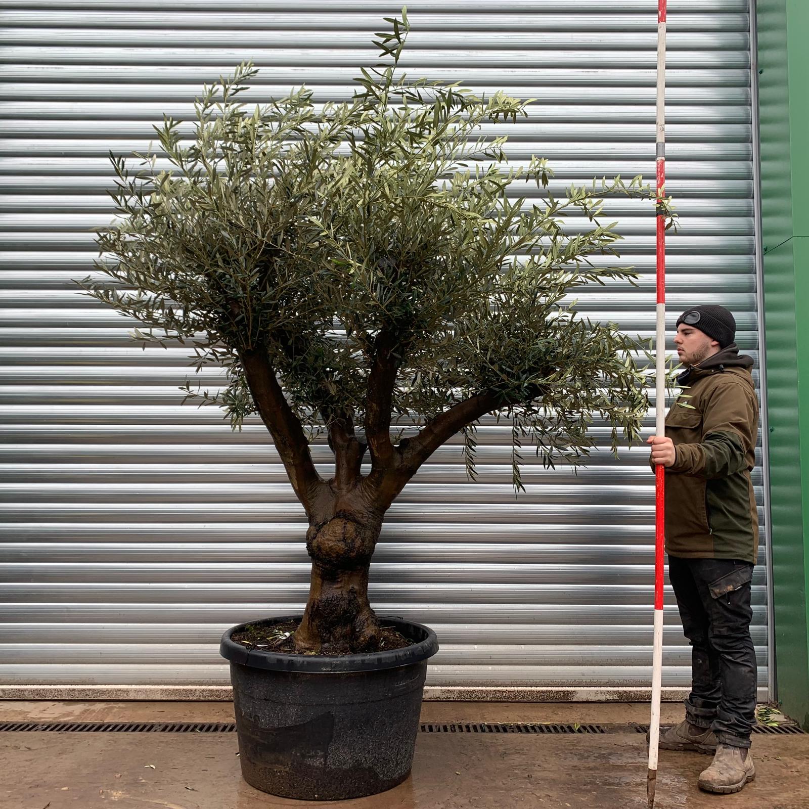 Olive Trees | Branched Olive Trees | 22133 1 Olive Trees | Branched Olive Trees | 22133