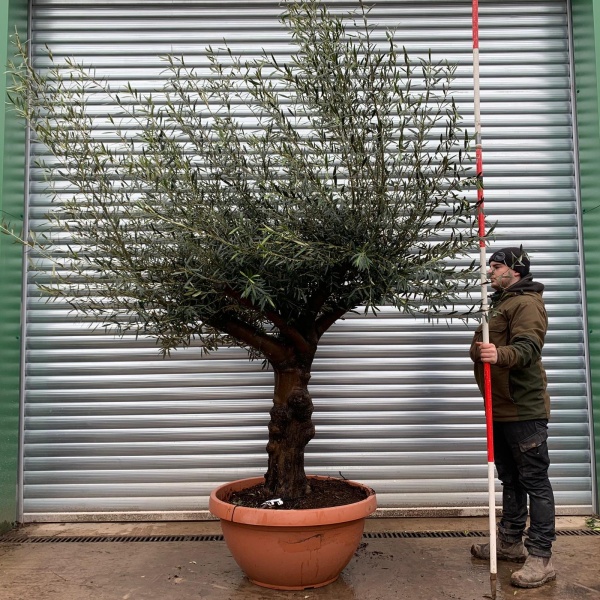 Olive Trees | Branched Olive Trees | 22134