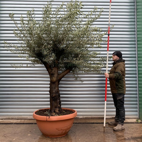 Olive Trees | Branched Olive Trees | 22135