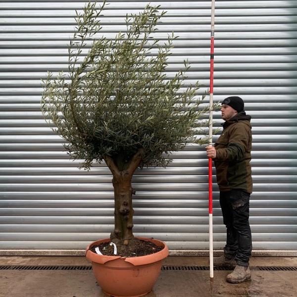 Olive Trees | Gnarly Olive Trees | 22136