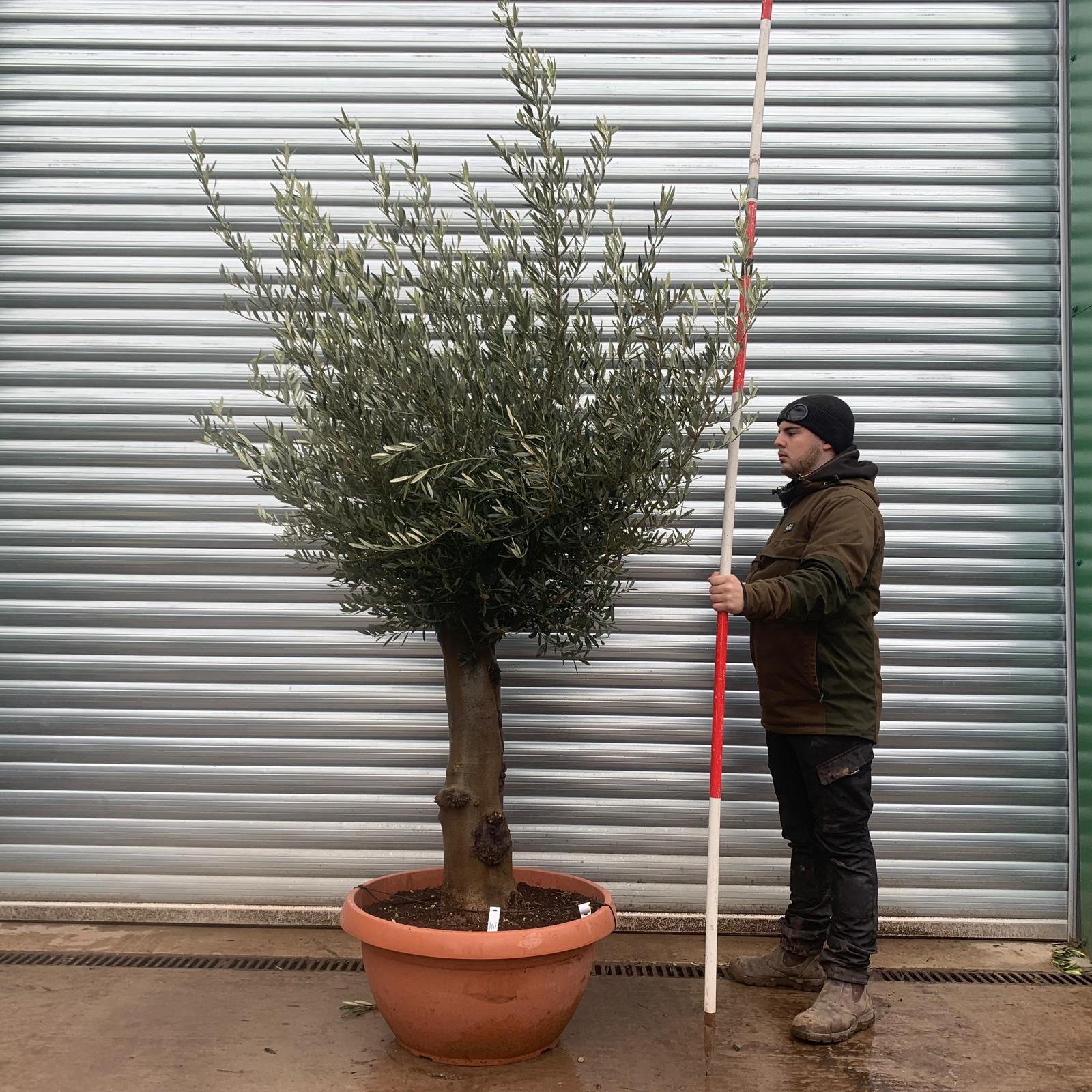 Olive Trees | Old Olive Trees | 22137 1 Olive Trees | Old Olive Trees | 22137