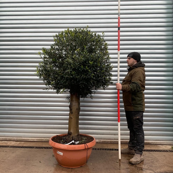 Olive Trees | Shaped Olive Trees | 22139