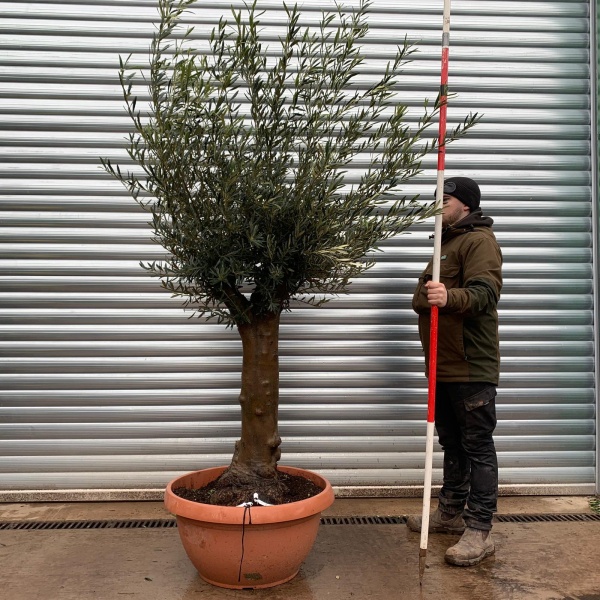 Olive Trees | Old Olive Trees | 22140