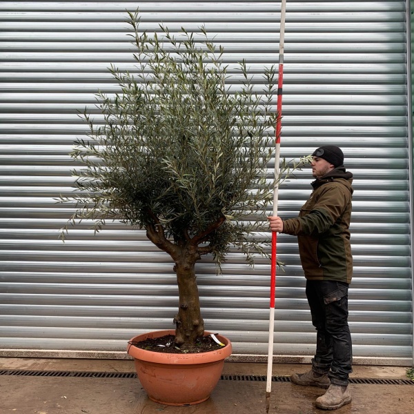 Olive Trees | Old Olive Trees | 22142