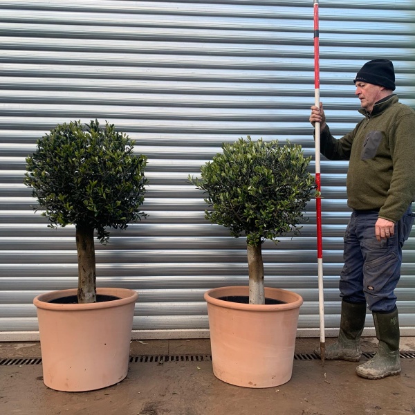 Olive Trees | Potted Olive Tree | Pair Clipped Olive Trees | 22143 44v