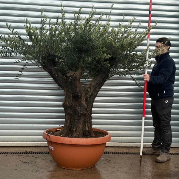 Olive Trees | Ancient Olive Tree | 22151