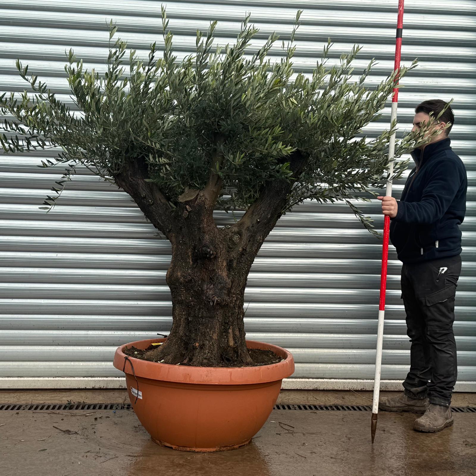 Olive Trees | Ancient Olive Tree | 22151 1 Olive Trees | Ancient Olive Tree | 22151