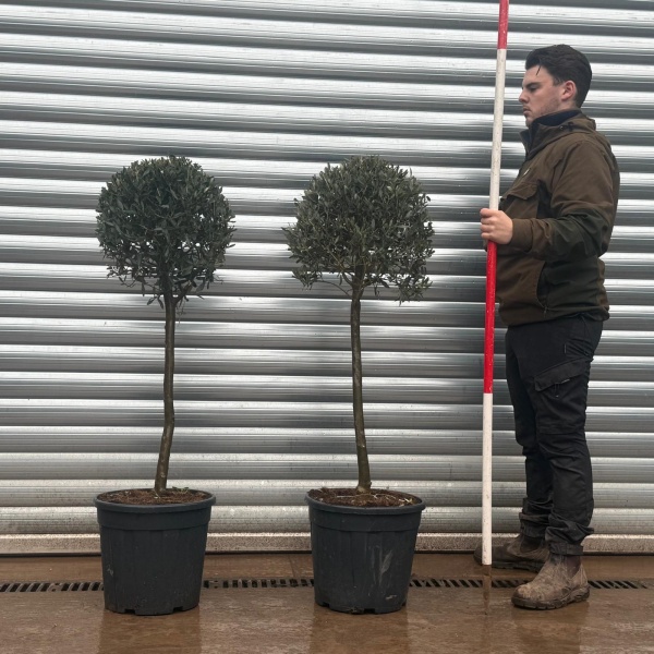 Olive Trees | Clipped Olive Trees | Pair of Half Standards