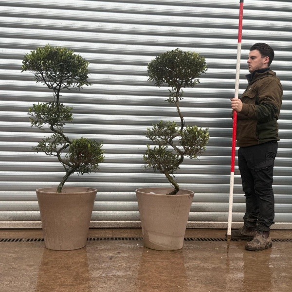 Olive Trees | Cloud Olive Trees | Potted Olive Trees x 2