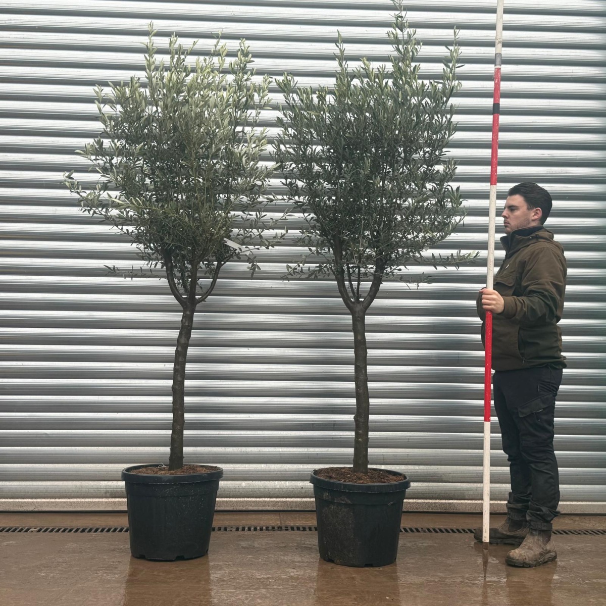 Homepage 2 Olive Trees | Mature Olive Trees | Kensington DUO