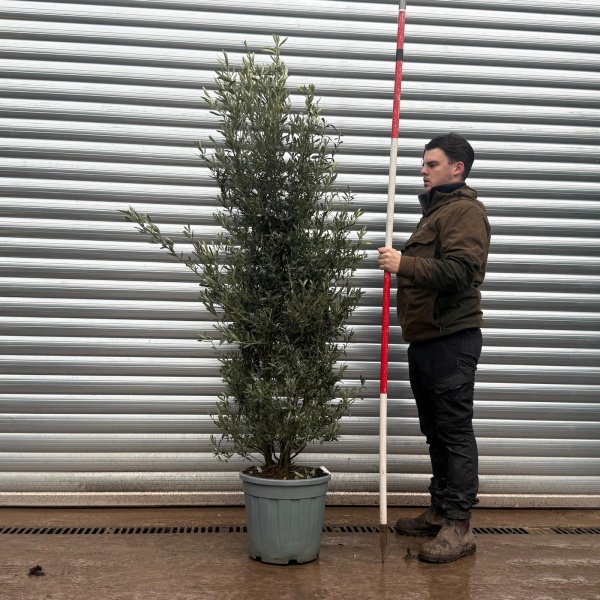 Olive Trees | Shrub Olive Trees | Mature Olive Trees