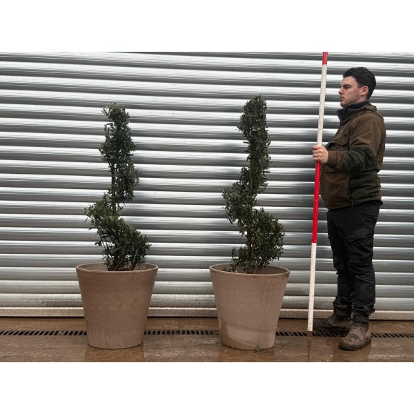 Olive Trees | Spiral Olive Trees | Potted Olive Trees x 2