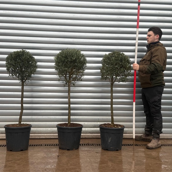 Olive Trees | Clipped Olive Trees | Trio of Half Standards