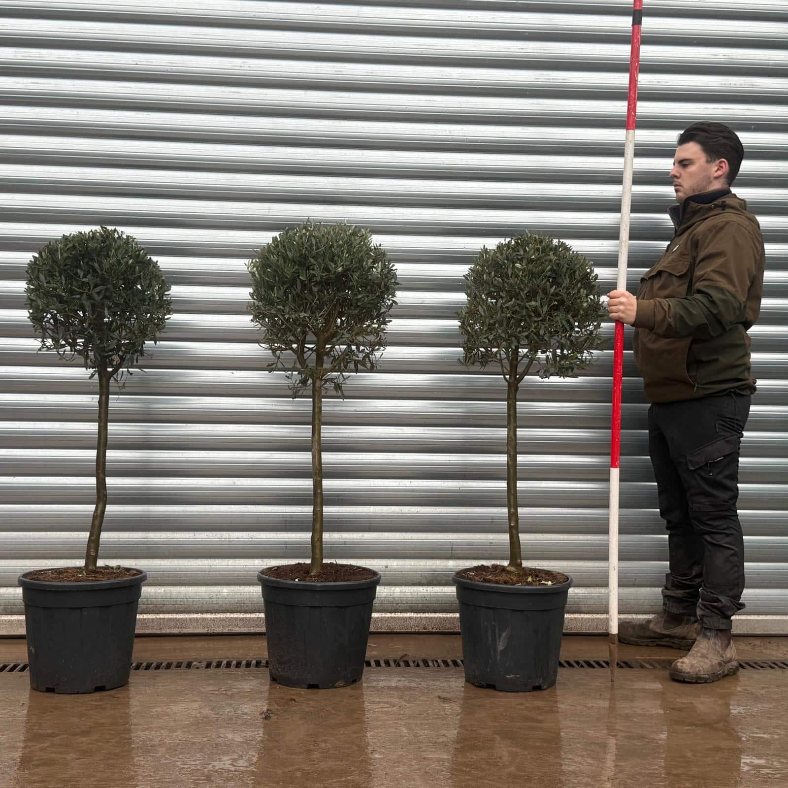 Olive Trees | Clipped Olive Trees | Trio of Half Standards 1 Olive Trees | Clipped Olive Trees | Trio of Half Standards