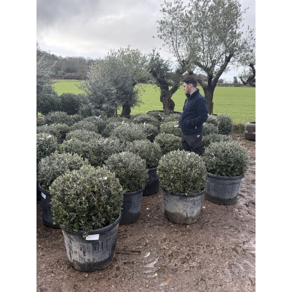 Olive Trees | Olive Tree Balls | Olive Domes x 5
