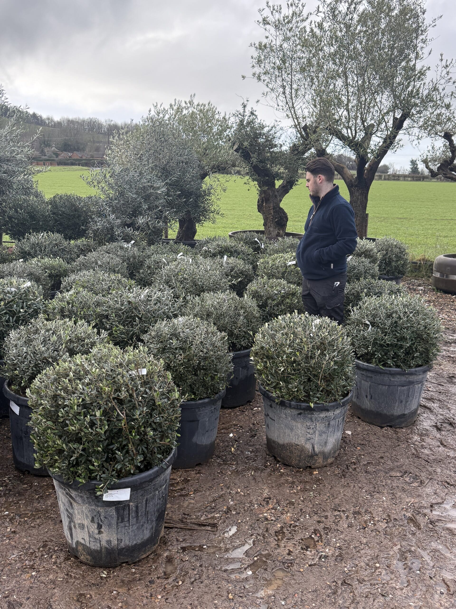Olive Trees | Olive Tree Balls | Olive Domes x 5 1 Olive Trees | Olive Tree Balls | Olive Domes x 5