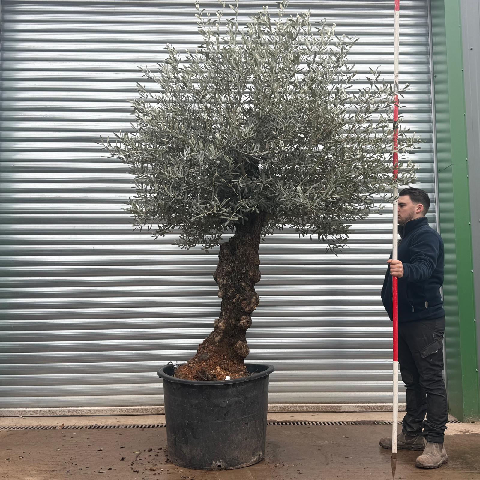 Olive Trees | Gnarly Olive Trees | 19603