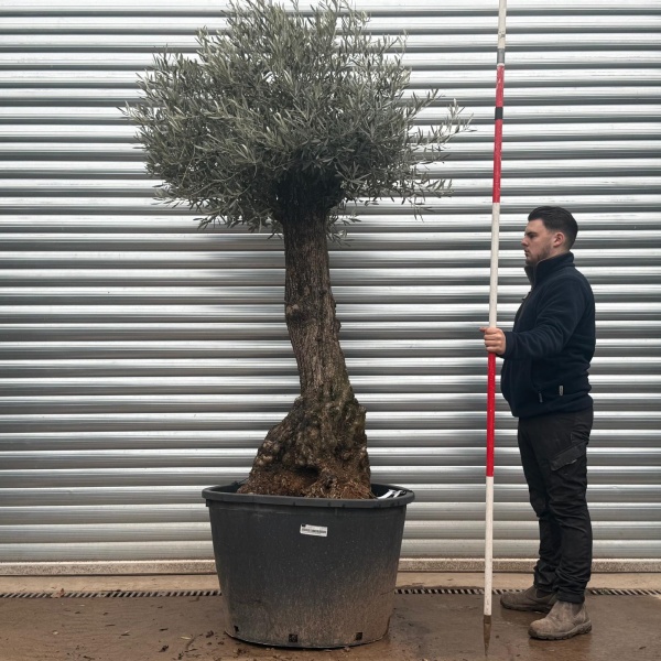 Olive Trees | Gnarly Olive Trees | 19604