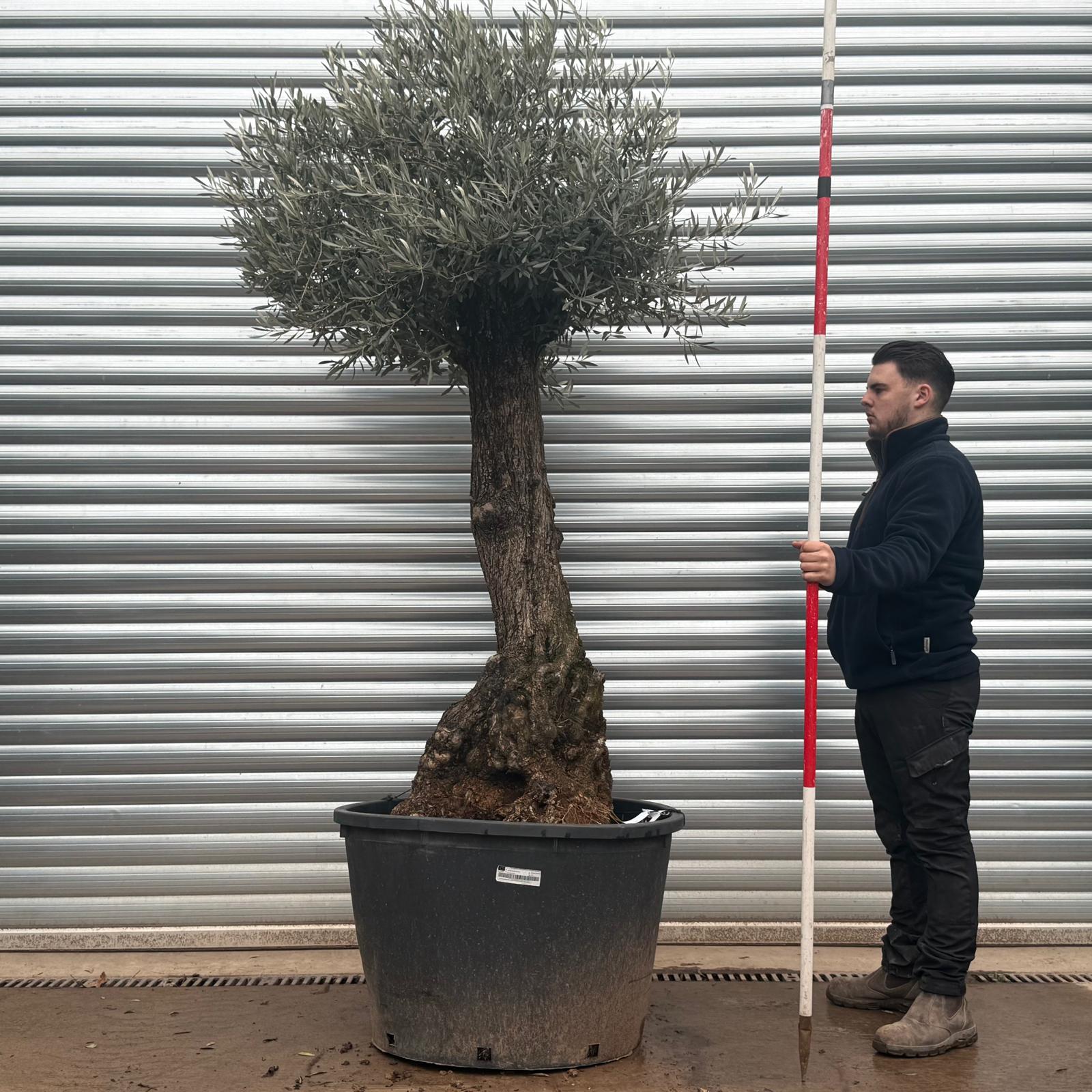 Olive Trees | Gnarly Olive Trees | 19604