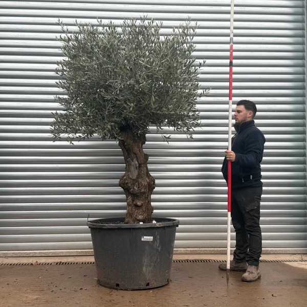 Olive Trees | Gnarly Olive Trees | 19605