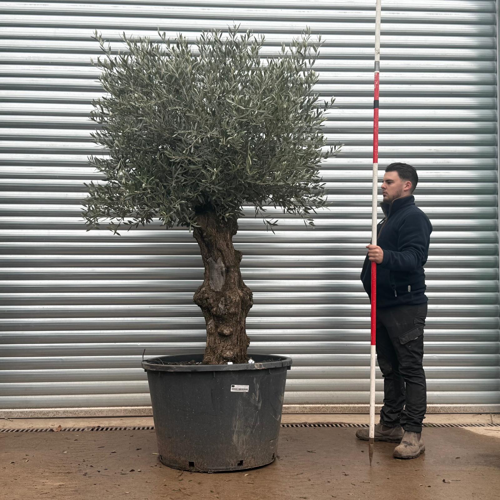 Olive Trees | Gnarly Olive Trees | 19605