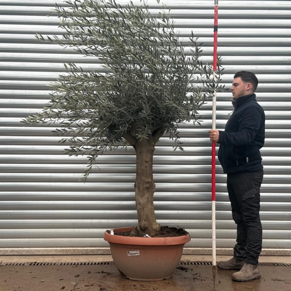 Olive Trees | Branched Olive Trees | 19606