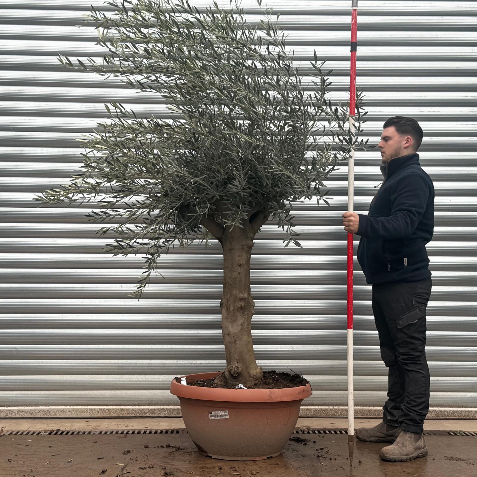 Olive Trees | Branched Olive Trees | 19606