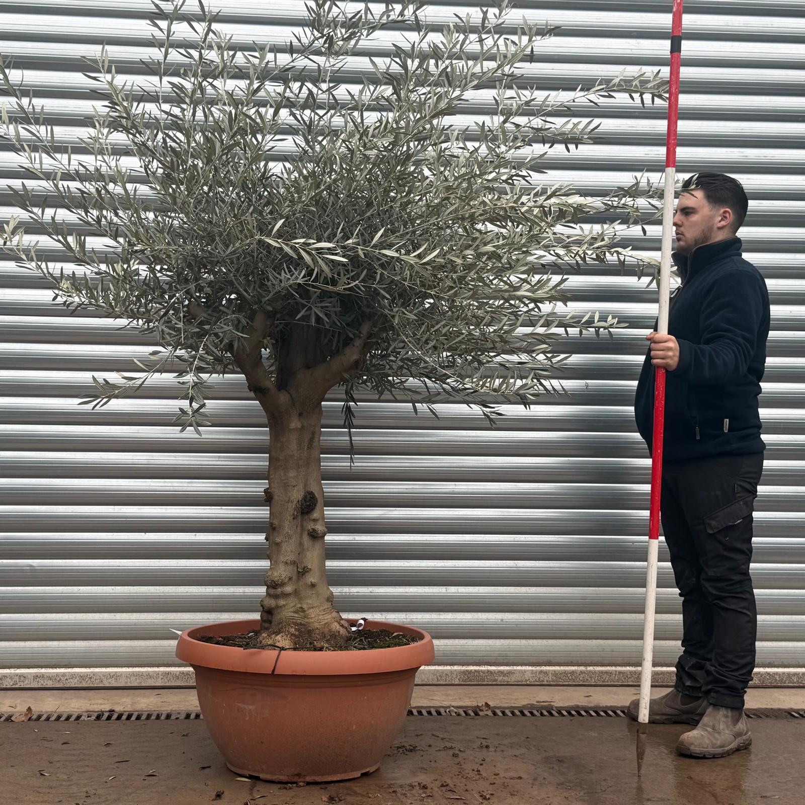 Olive Trees | Branched Olive Trees | 19607