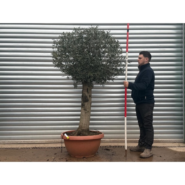 Olive Trees | Shaped Olive Trees | 19608