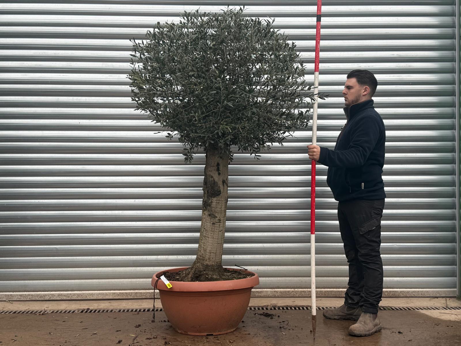 Olive Trees | Shaped Olive Trees | 19608