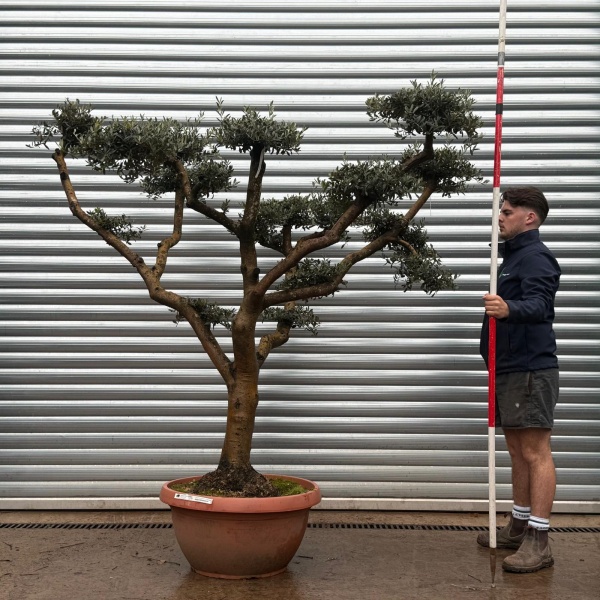 Olive Trees | Cloud Olive Trees | 20575