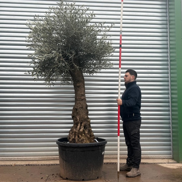 Olive Trees | Gnarly Olive Trees | 20783
