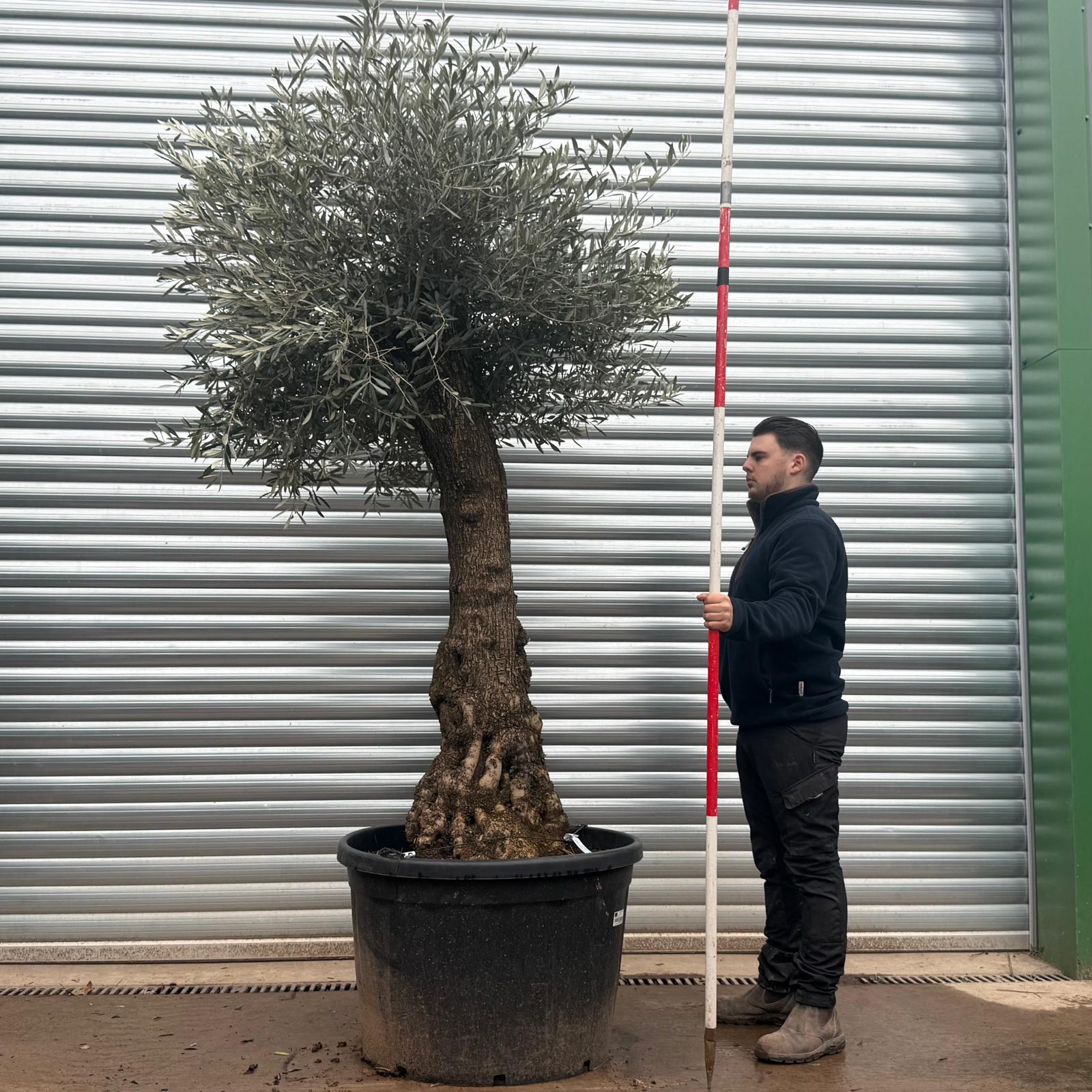 Olive Trees | Gnarly Olive Trees | 20783