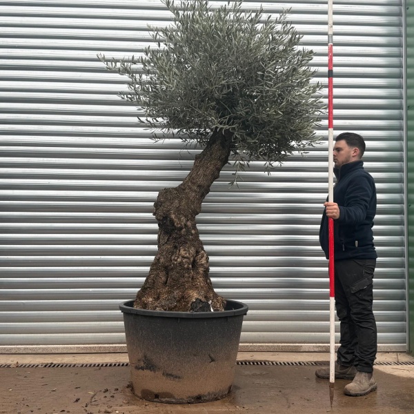 Olive Trees | Old Olive Trees | Natural and Quirky 20784