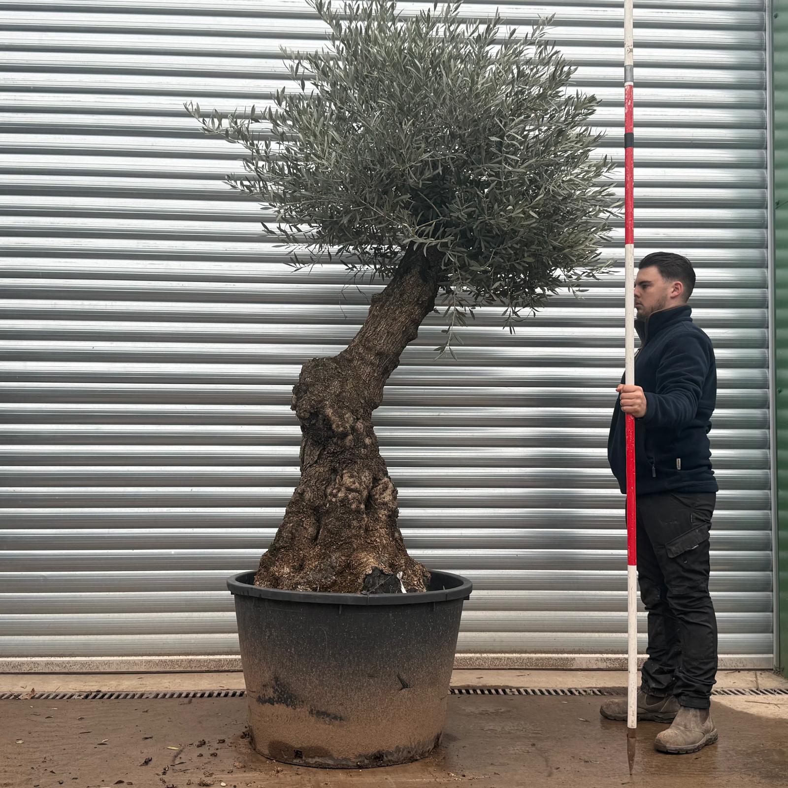 Olive Trees | Old Olive Trees | Natural and Quirky 20784