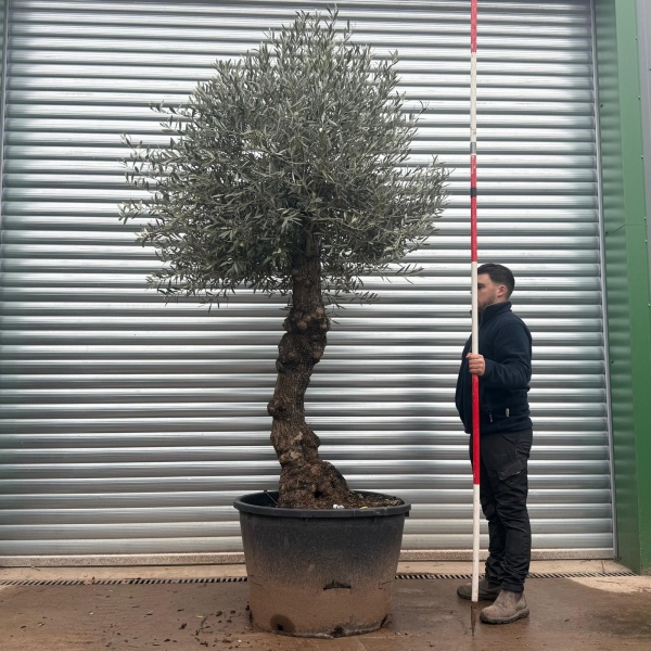 Olive Trees | Old Olive Trees | 20785
